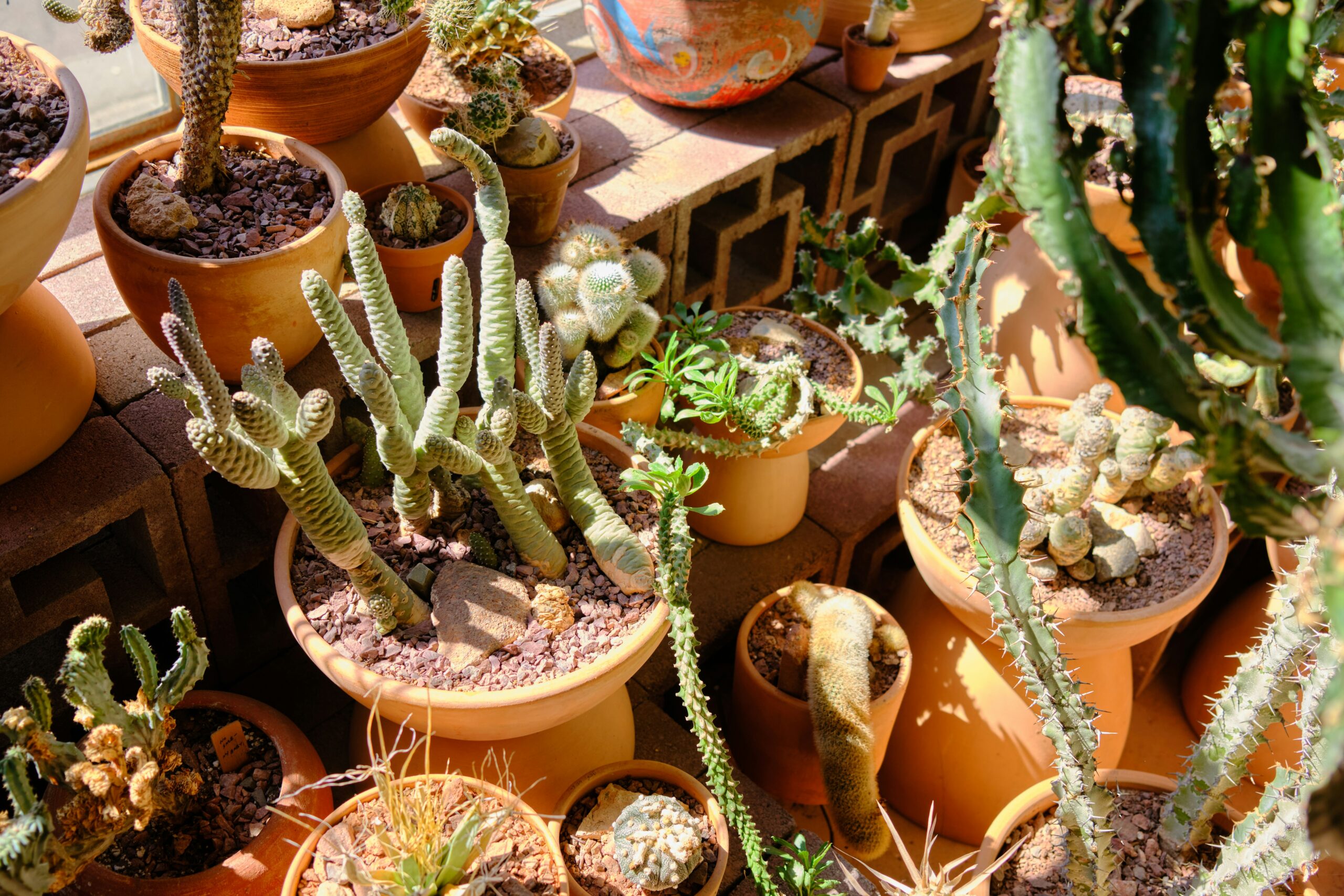 Indoor Plants