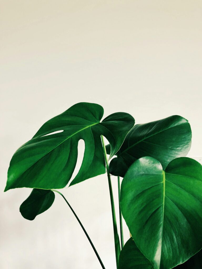 Easy Care Plants