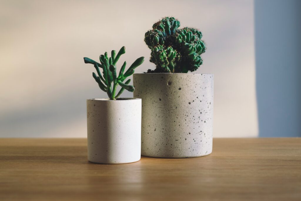 Low Maintenance Plants